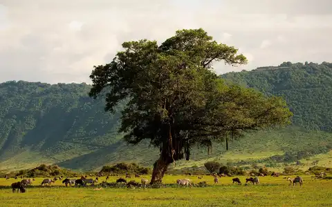 Mount Kilimanjaro