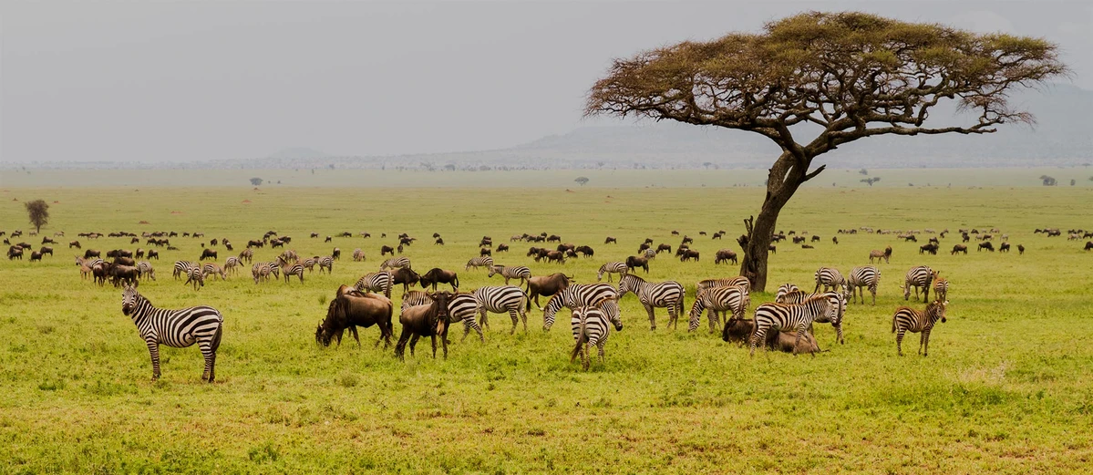 Serengeti National Park