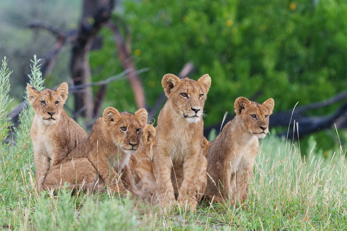 Serengeti & Ngorongoro Explorer