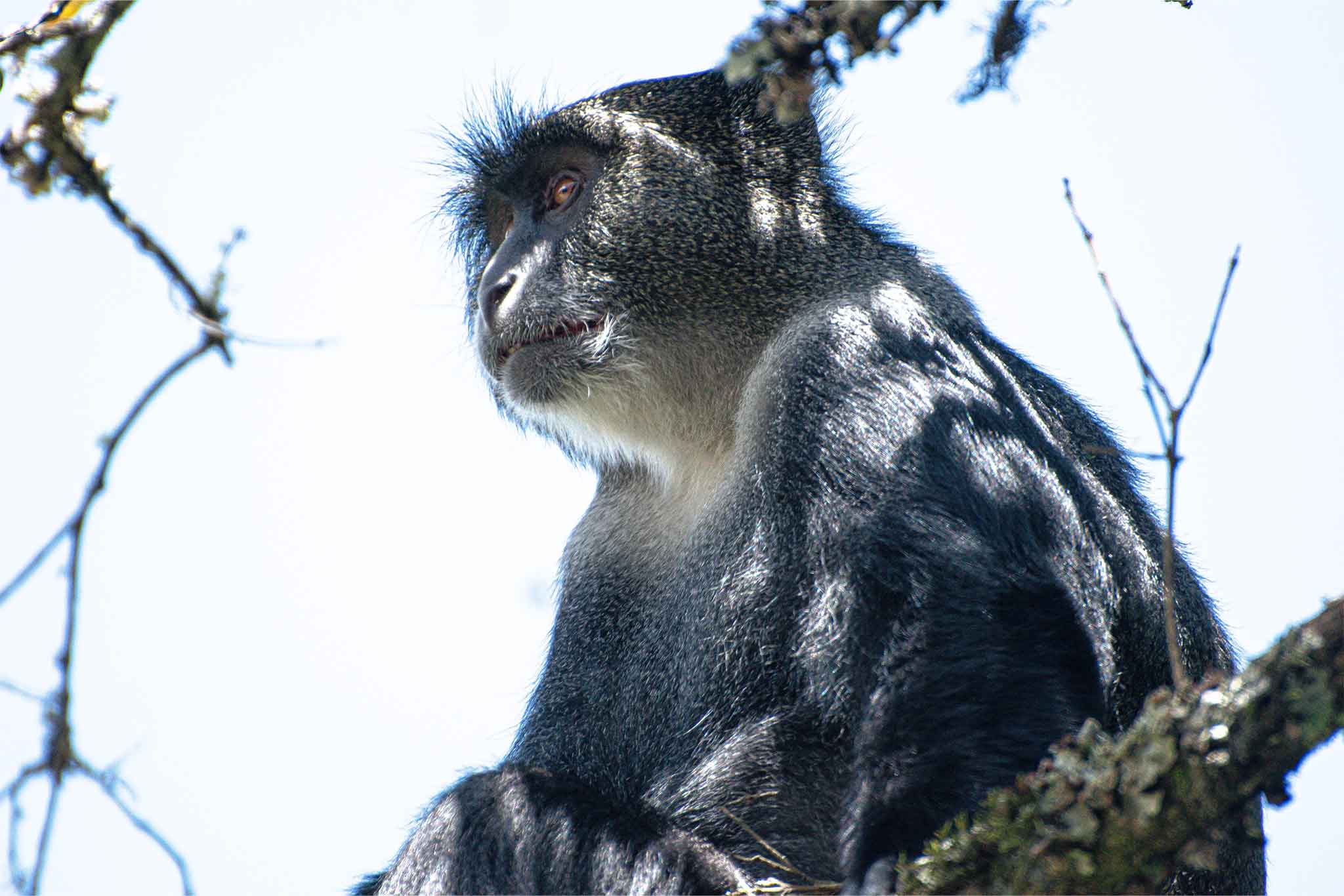 blue monkey