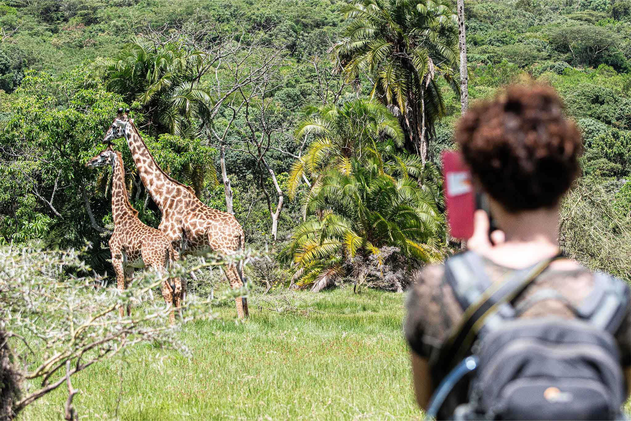 walking safari