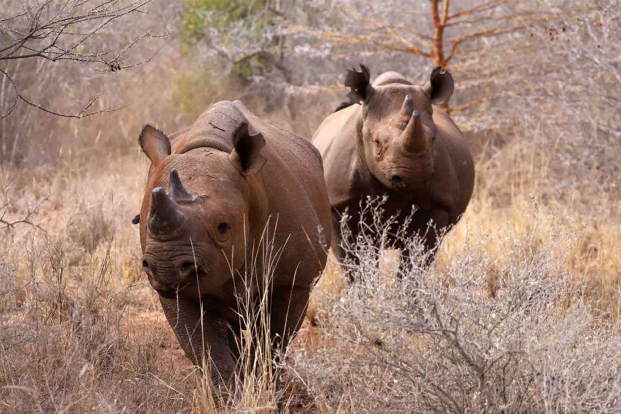 Mkomazi