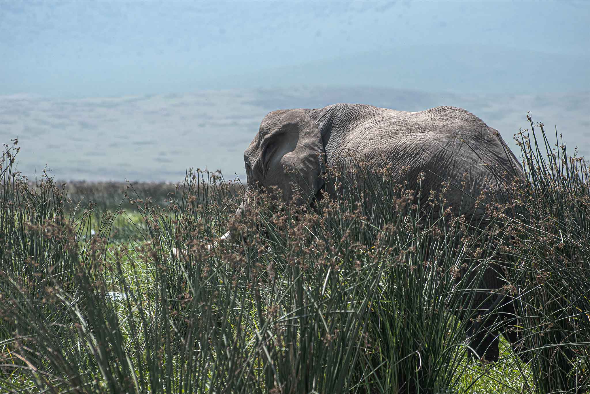 Elephant