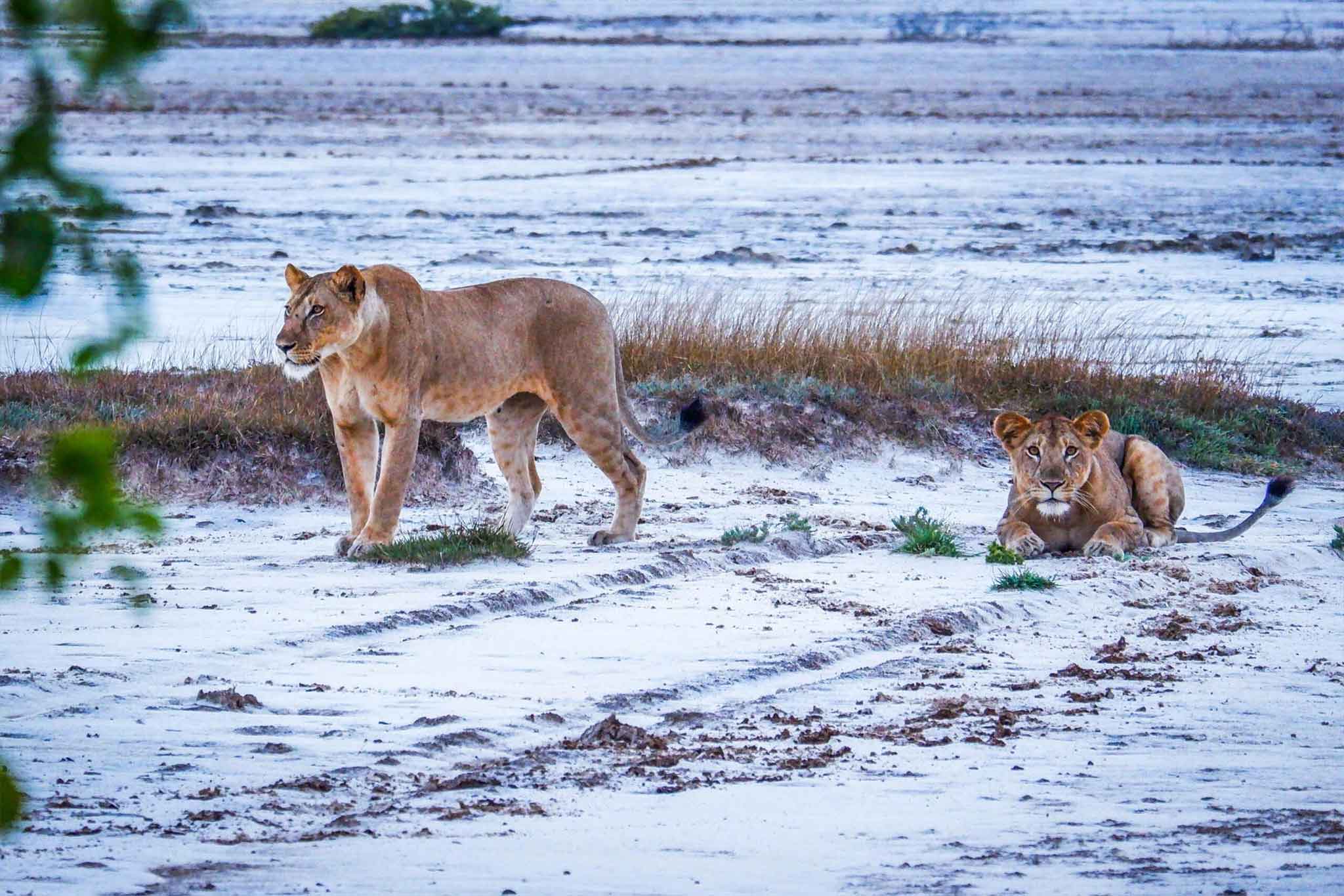 Saadani National Park
