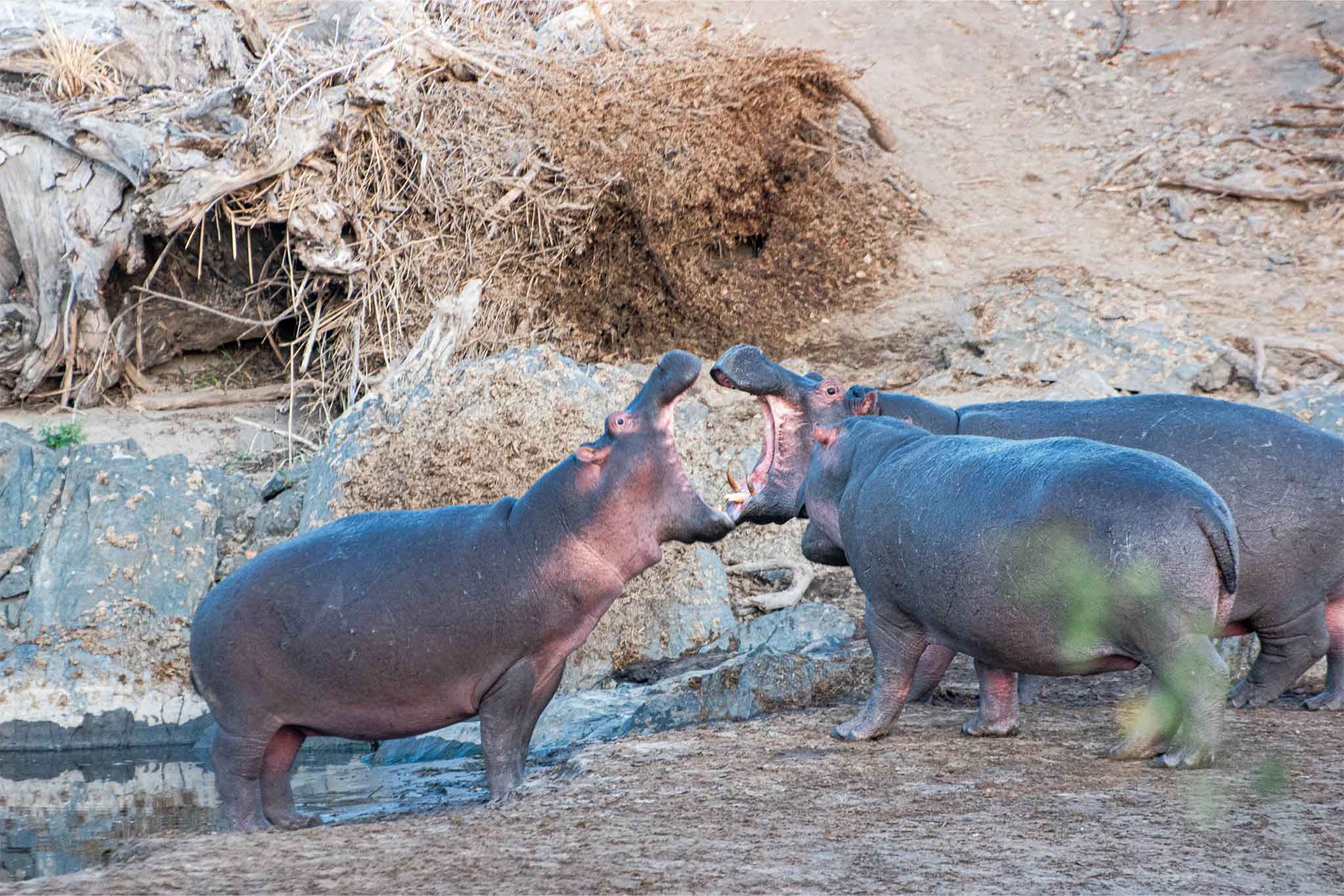 Hippos