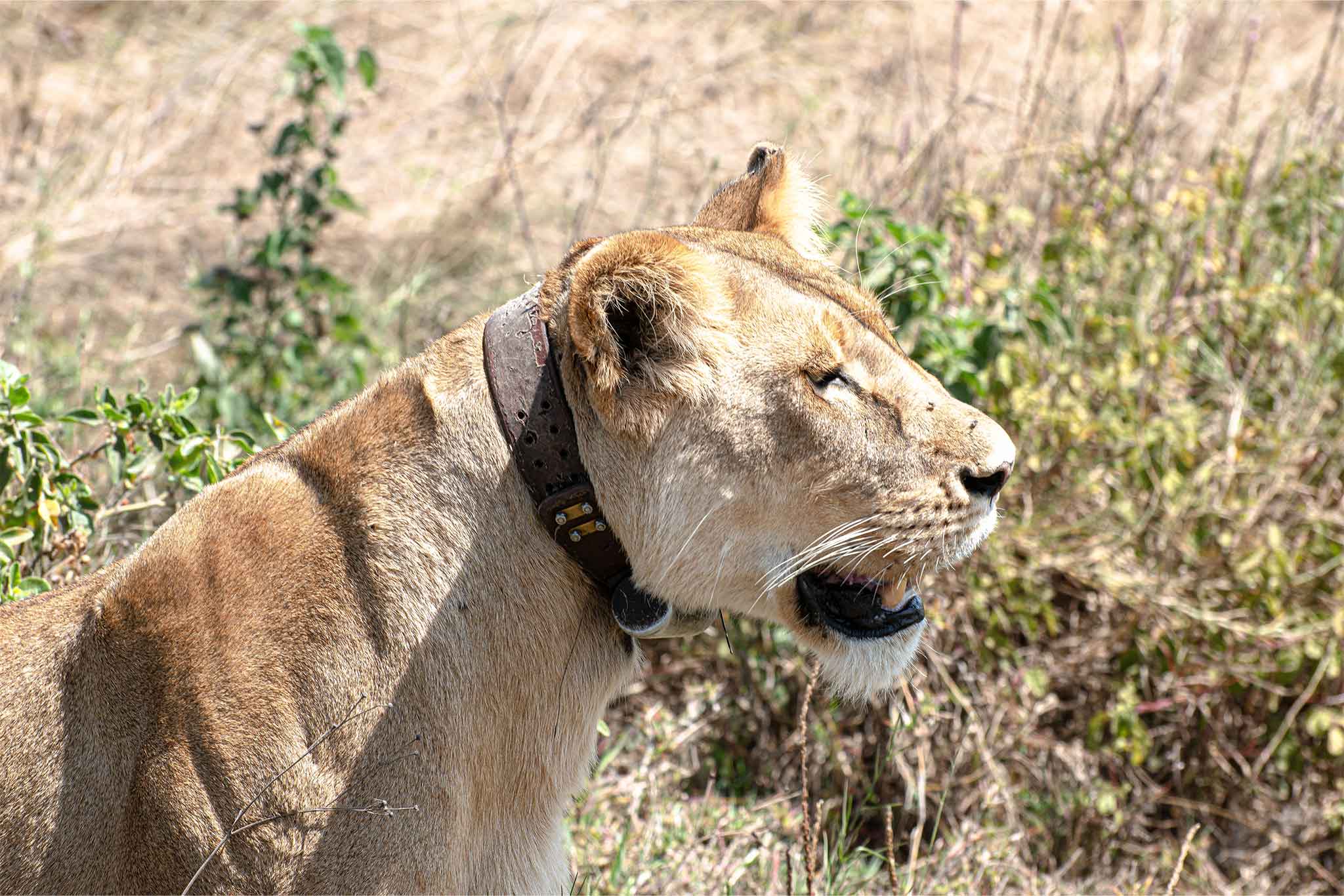 Lioness