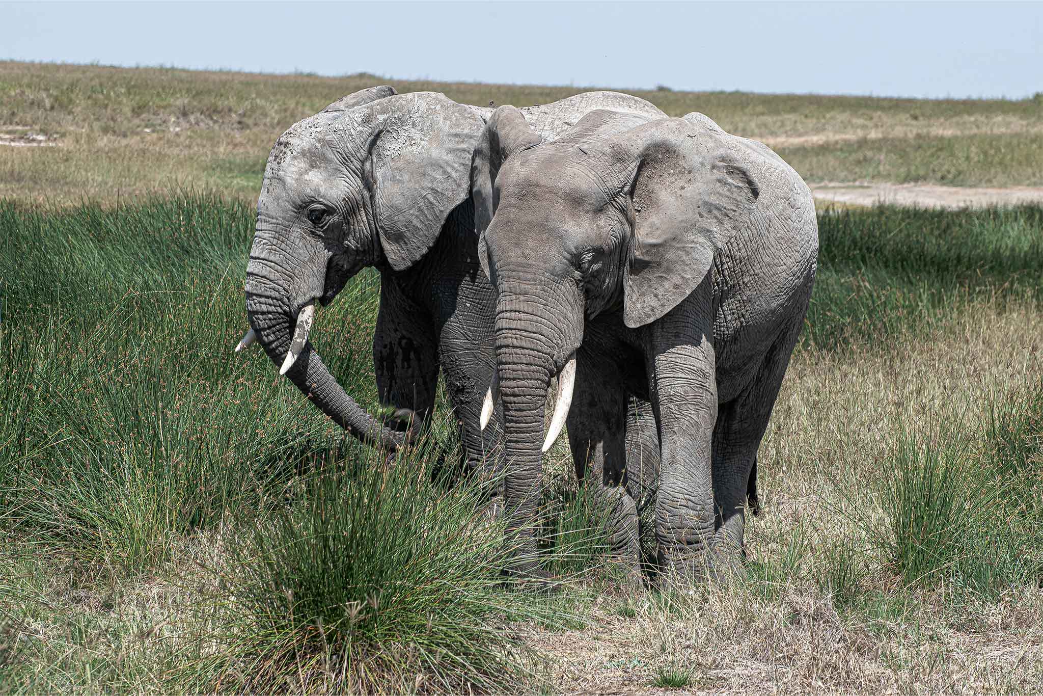 Elephants
