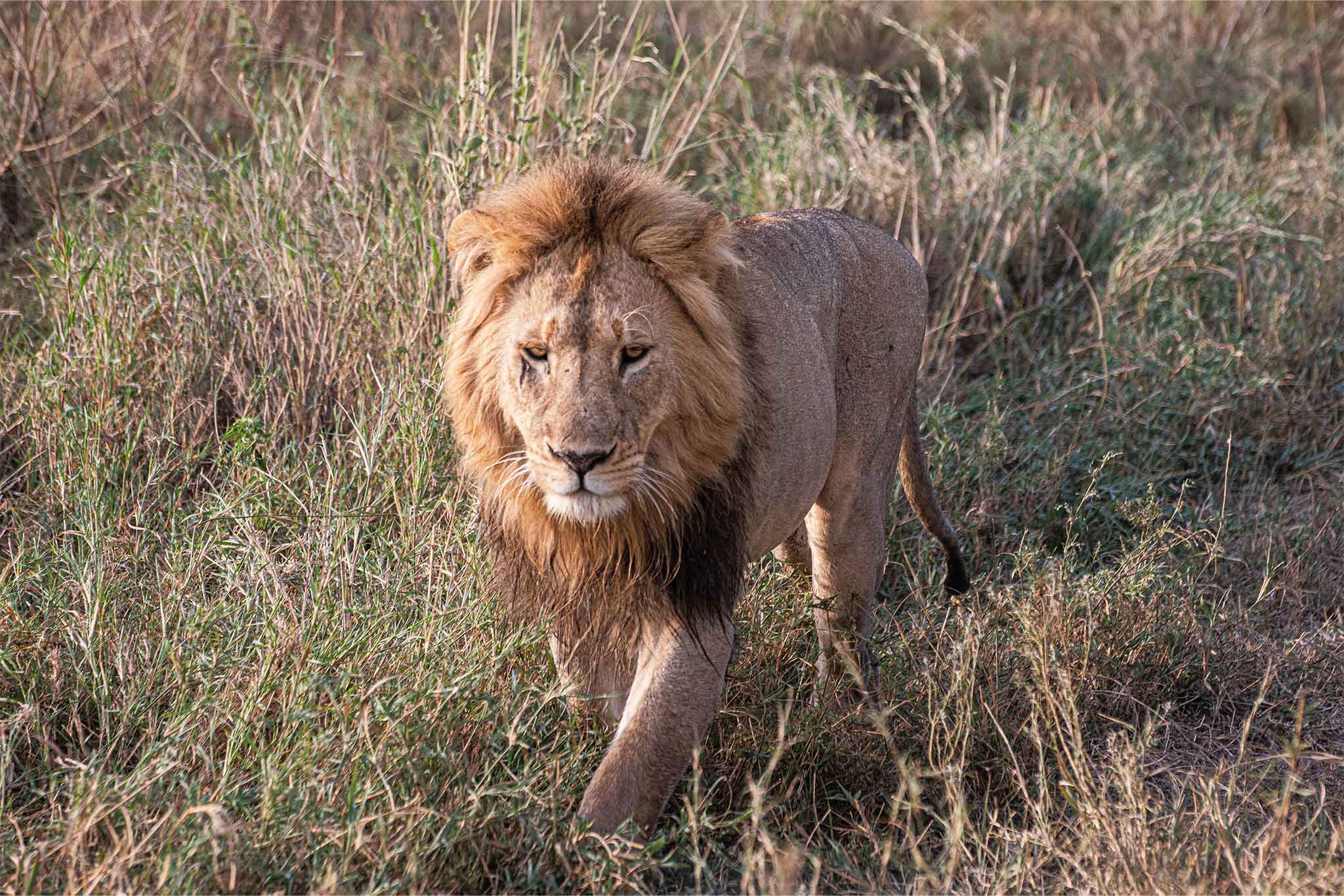 Lion