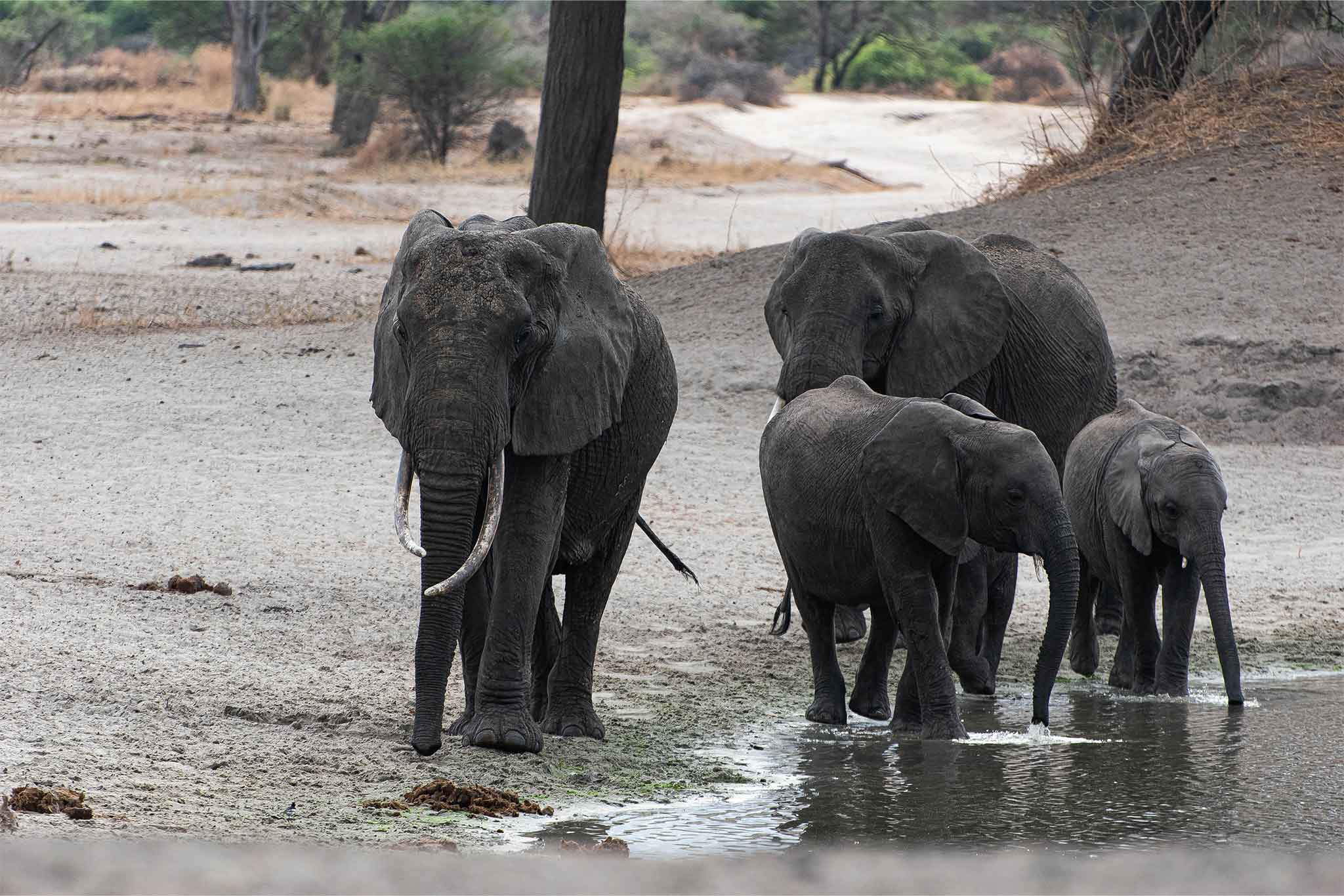 SwampElephants