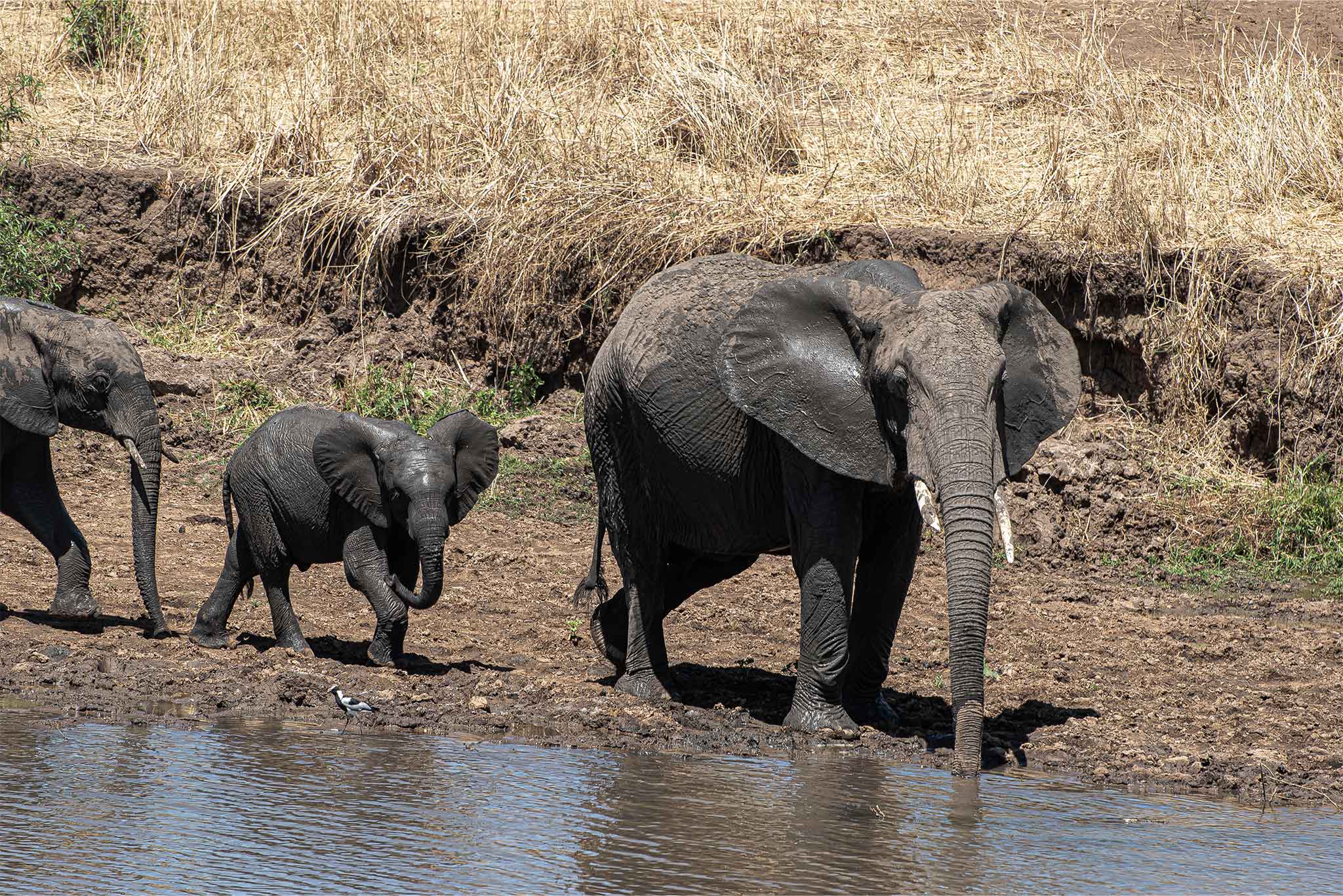 Elephants