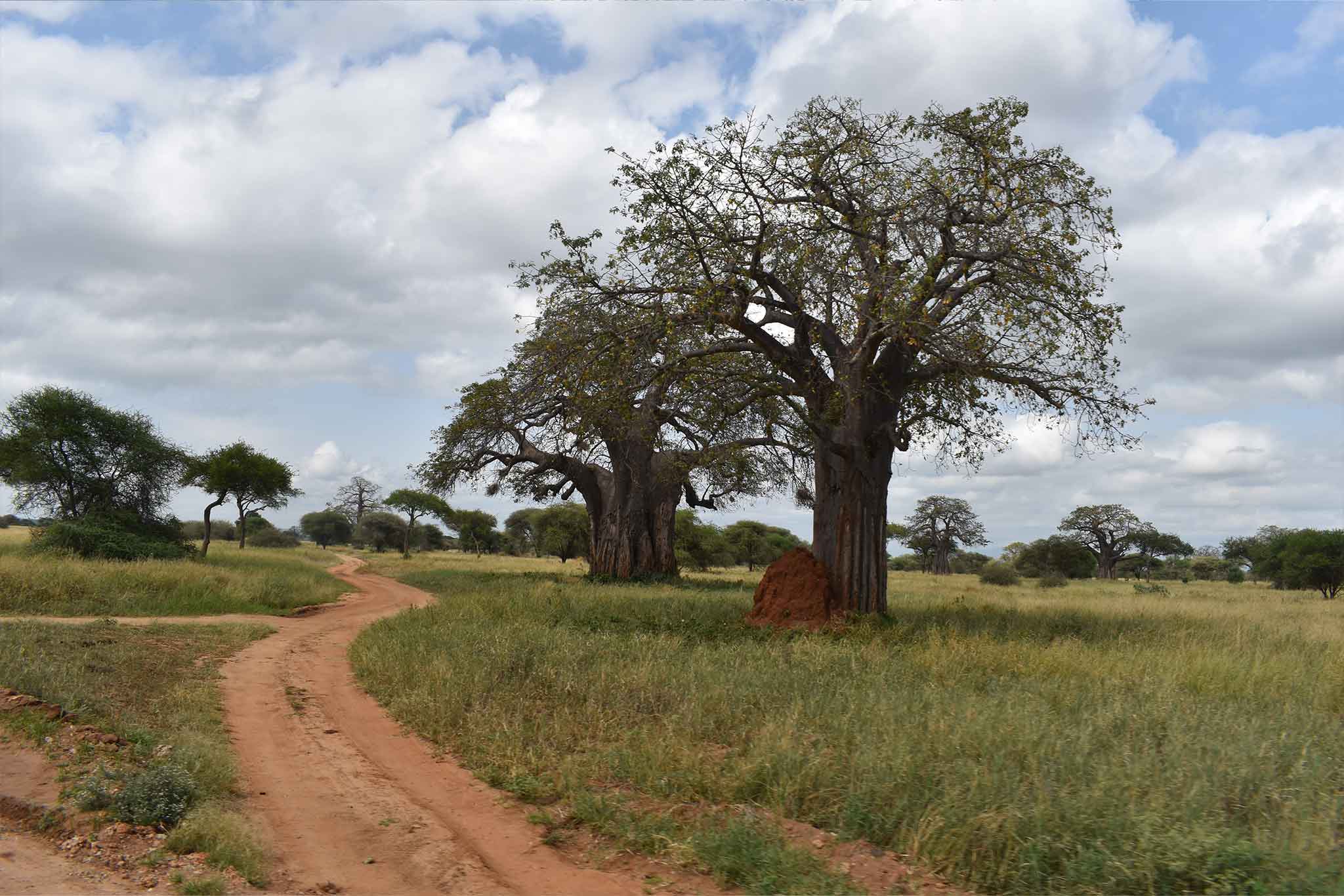 Baobab