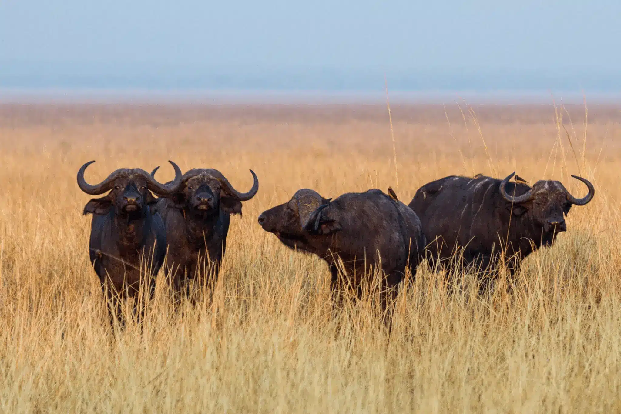 Katavi cape buffallos