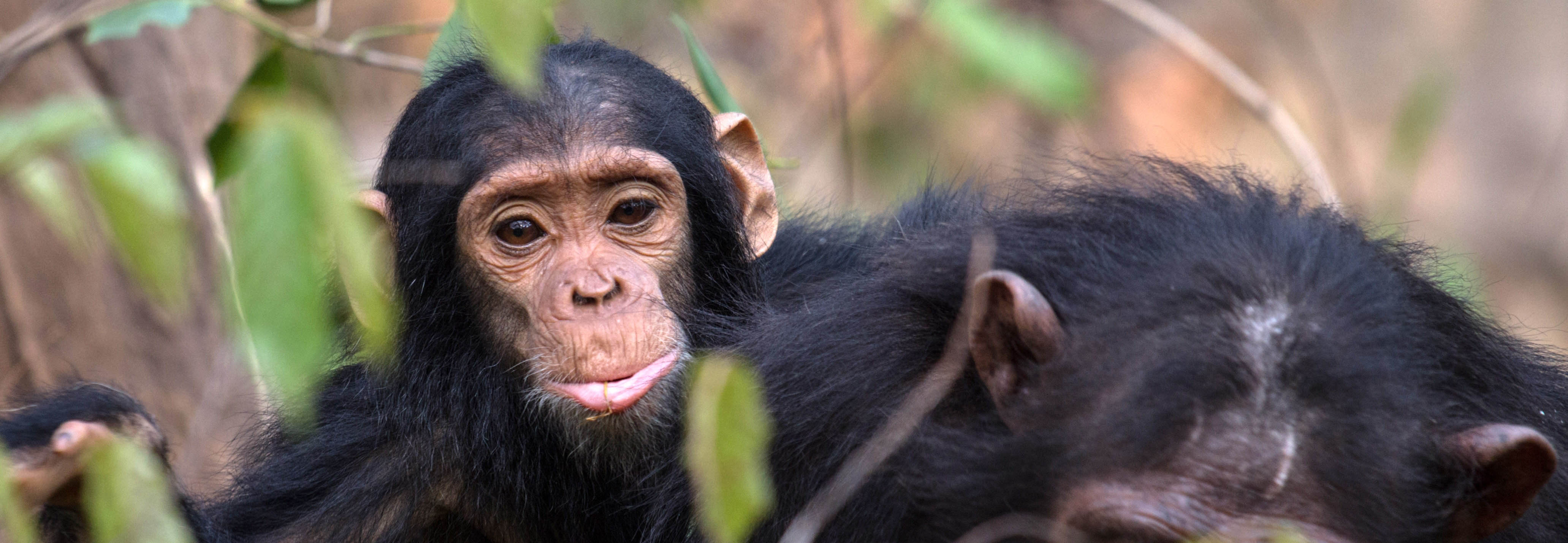 Gombe Chimps