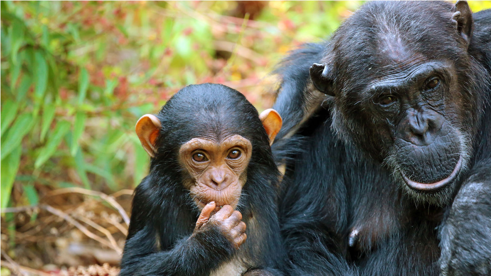 Mahale mountains chimps