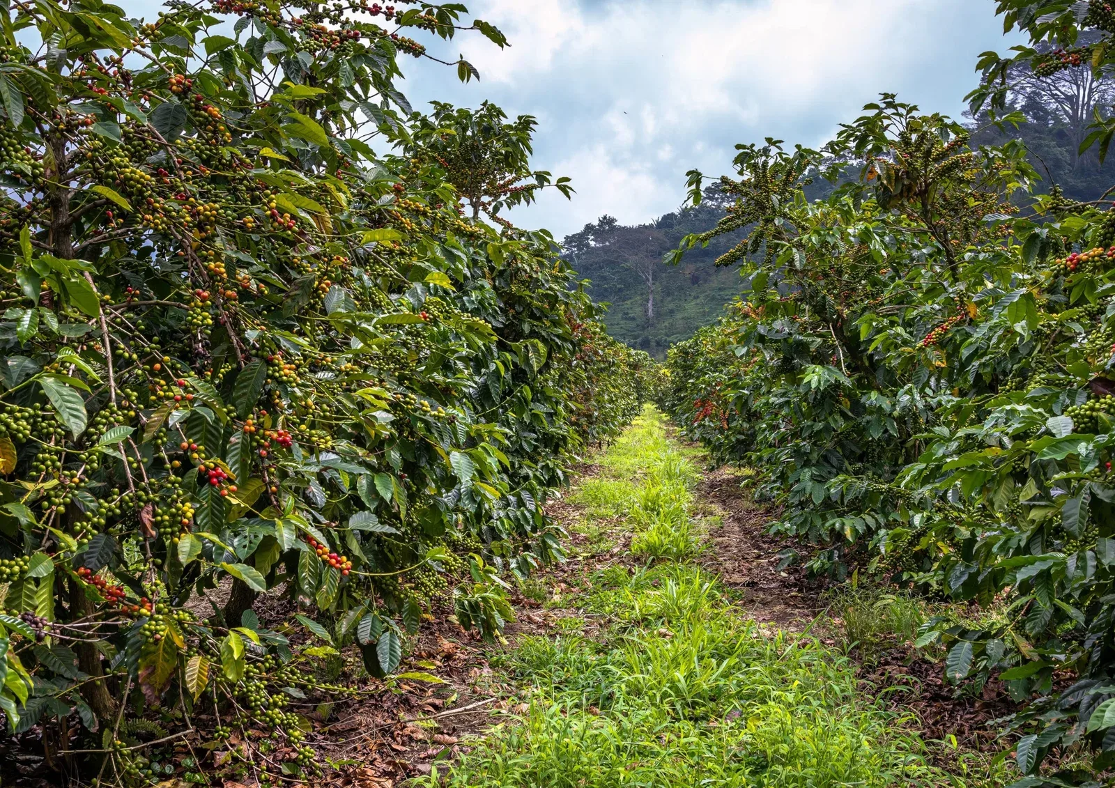 Karatu Coffee