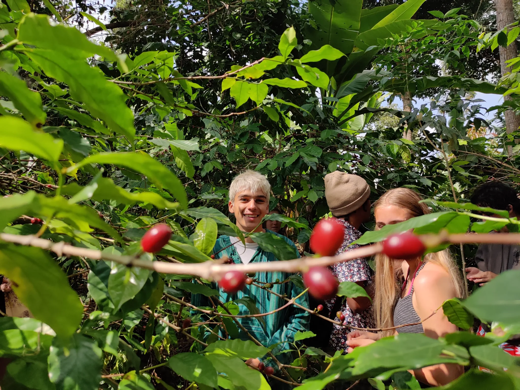 Coffee Farm