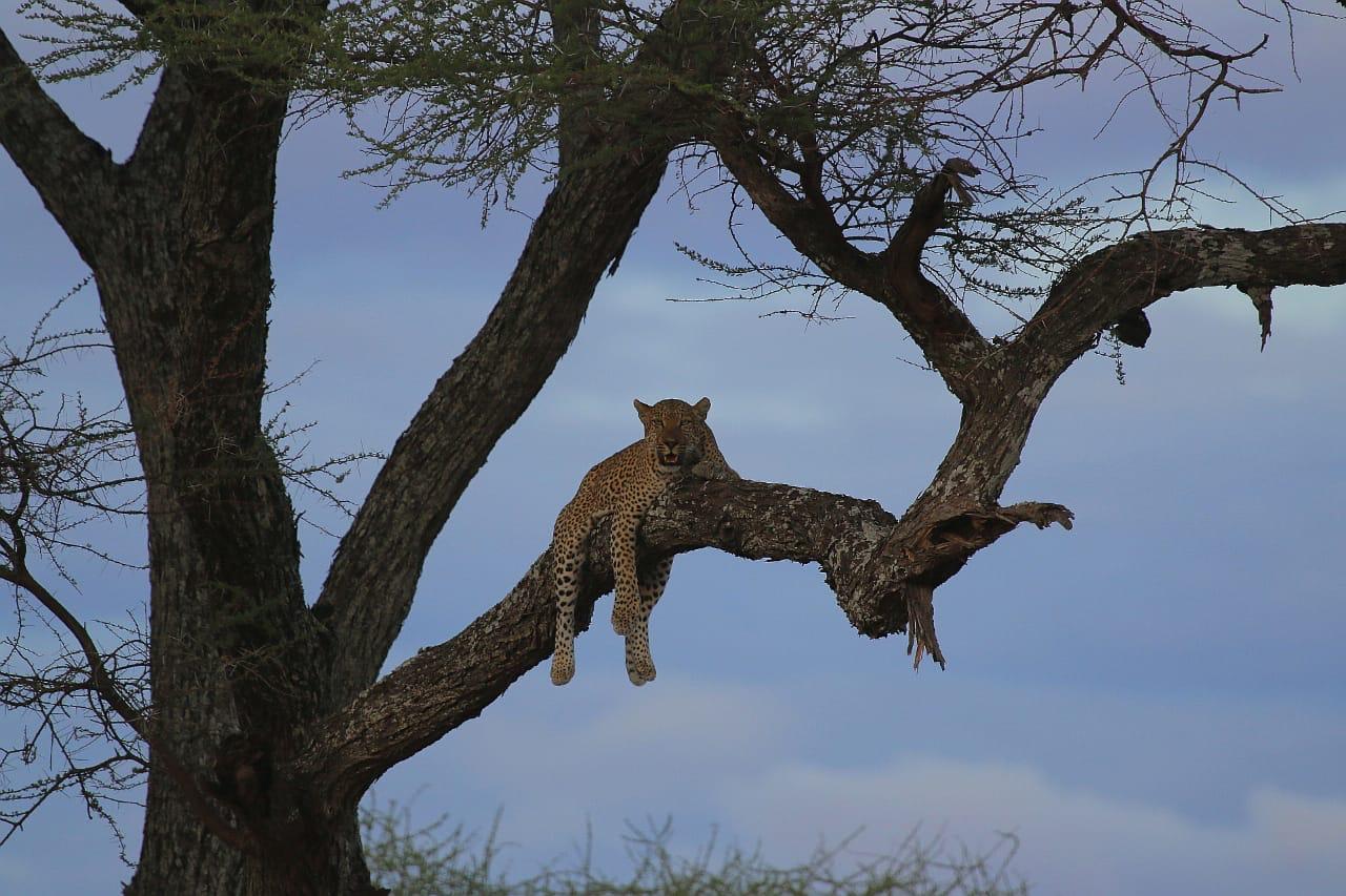 Maswa Game Reserve