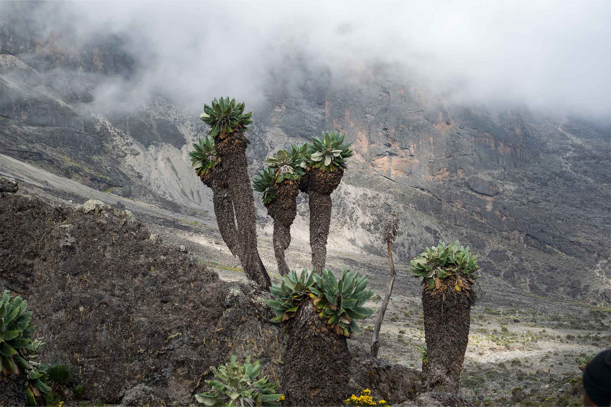 Mount Kilimanjaro