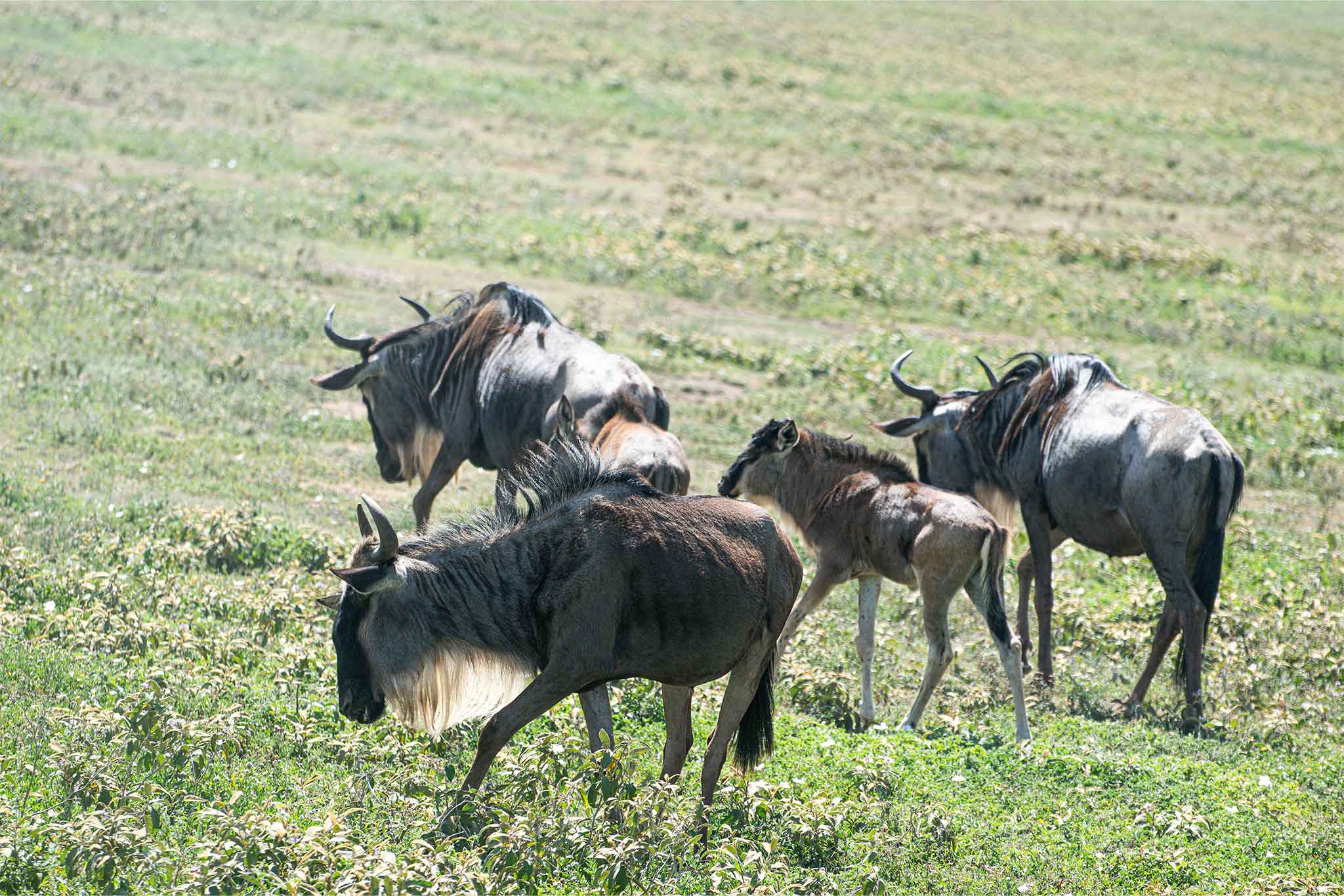 Serengeti