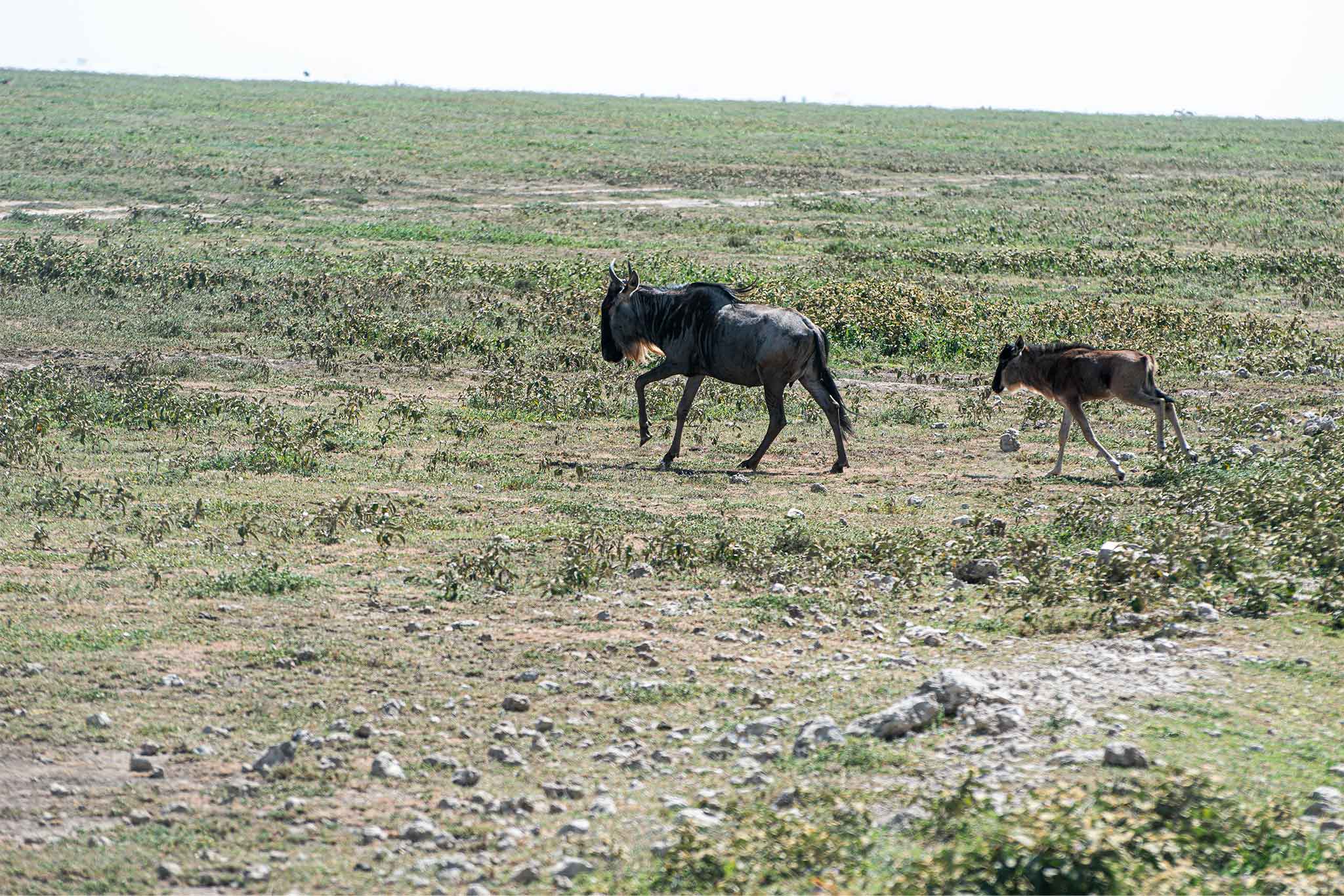 Serengeti