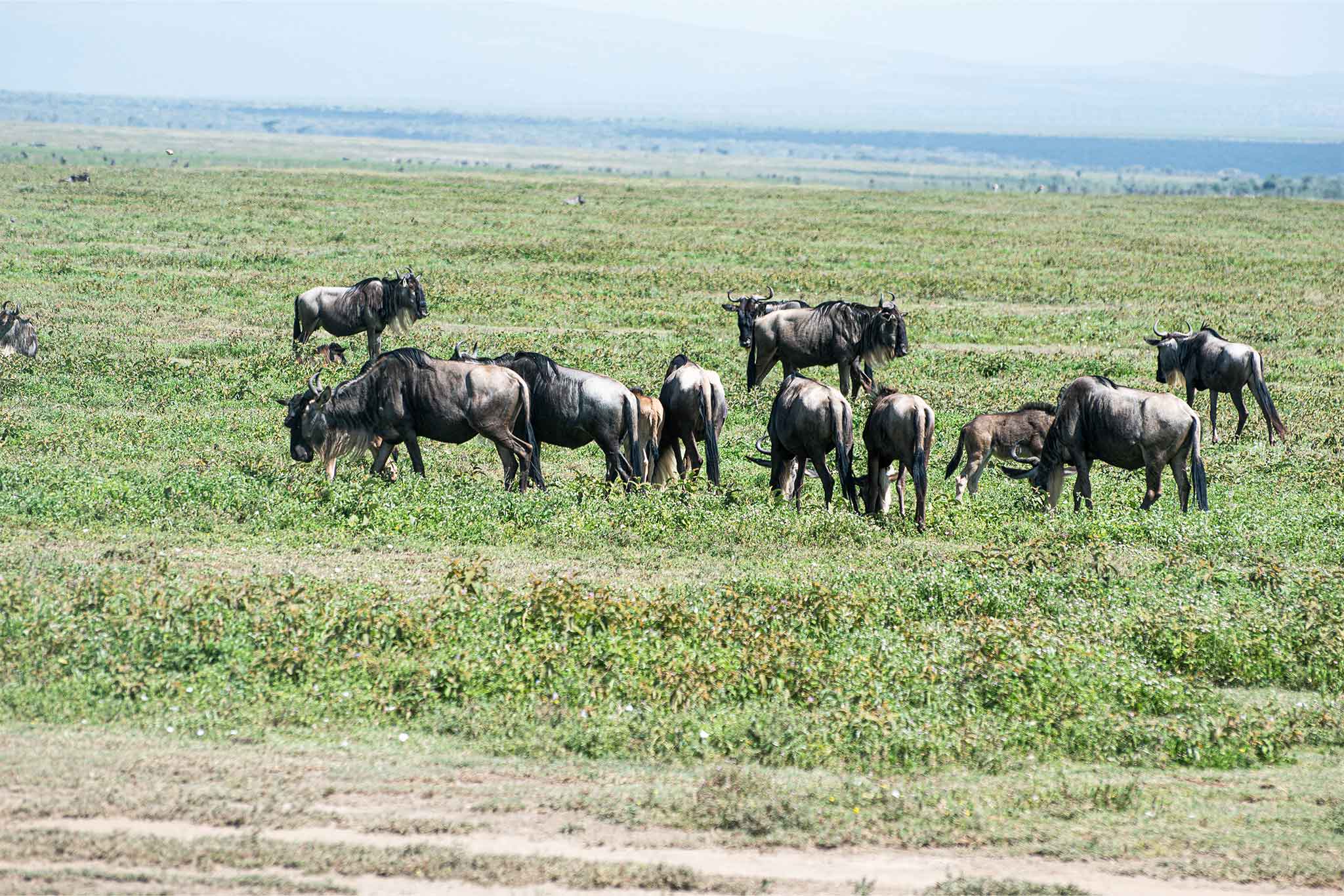 Serengeti