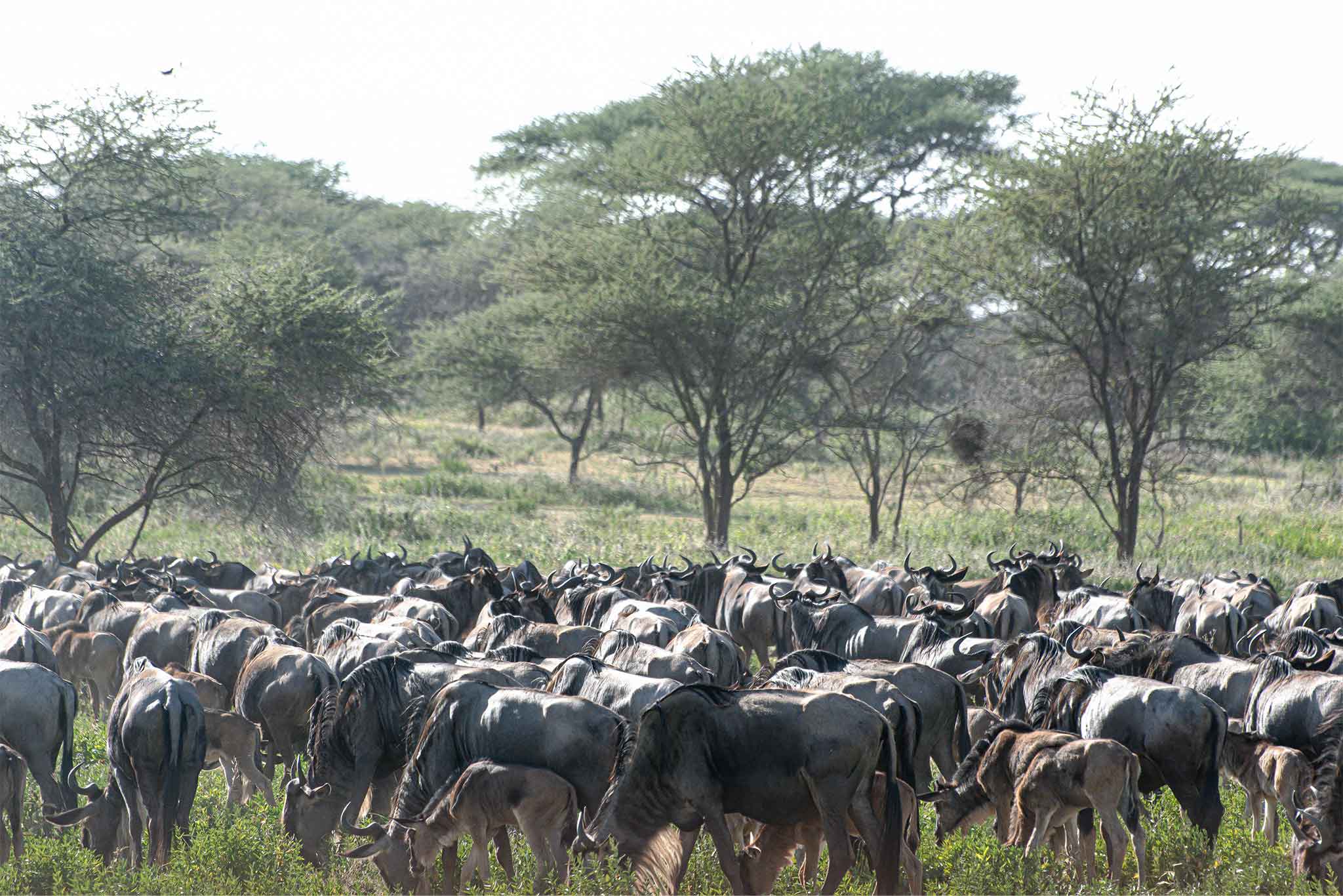 Ndutu
