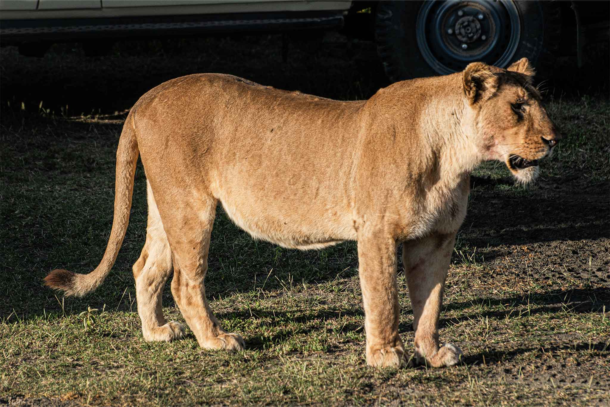 Ndutu Pride