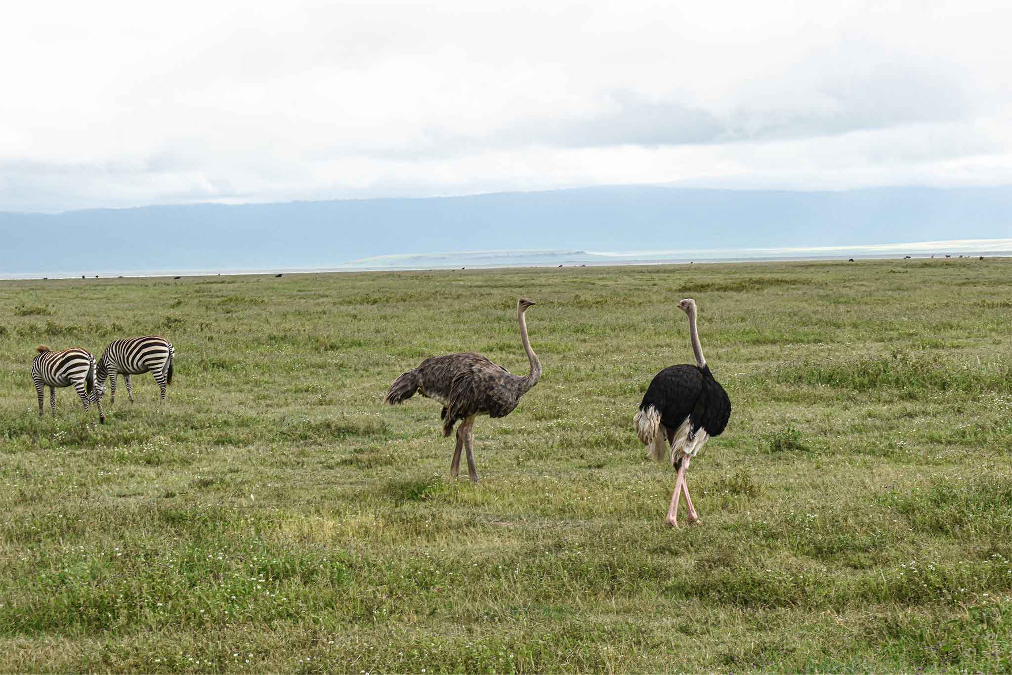 Ngorongoro