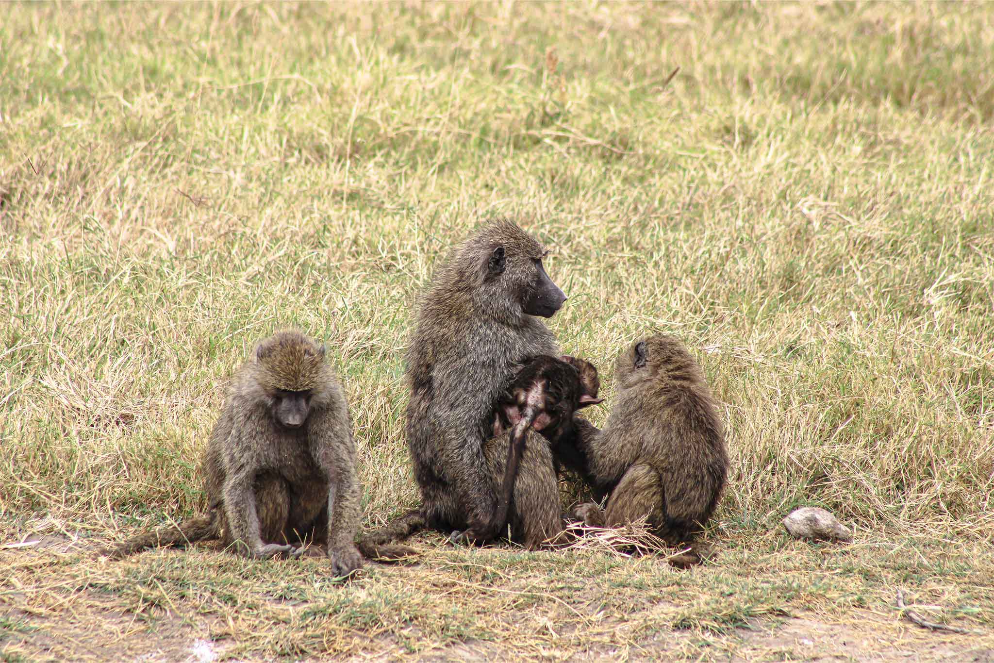 Ngorongoro