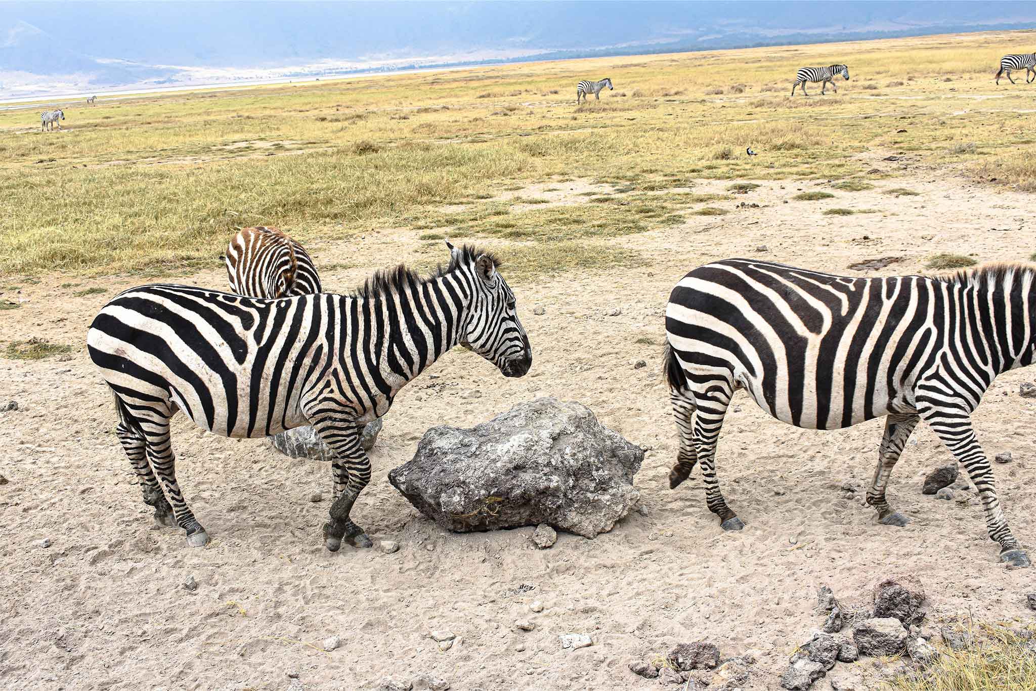 Ngorongoro