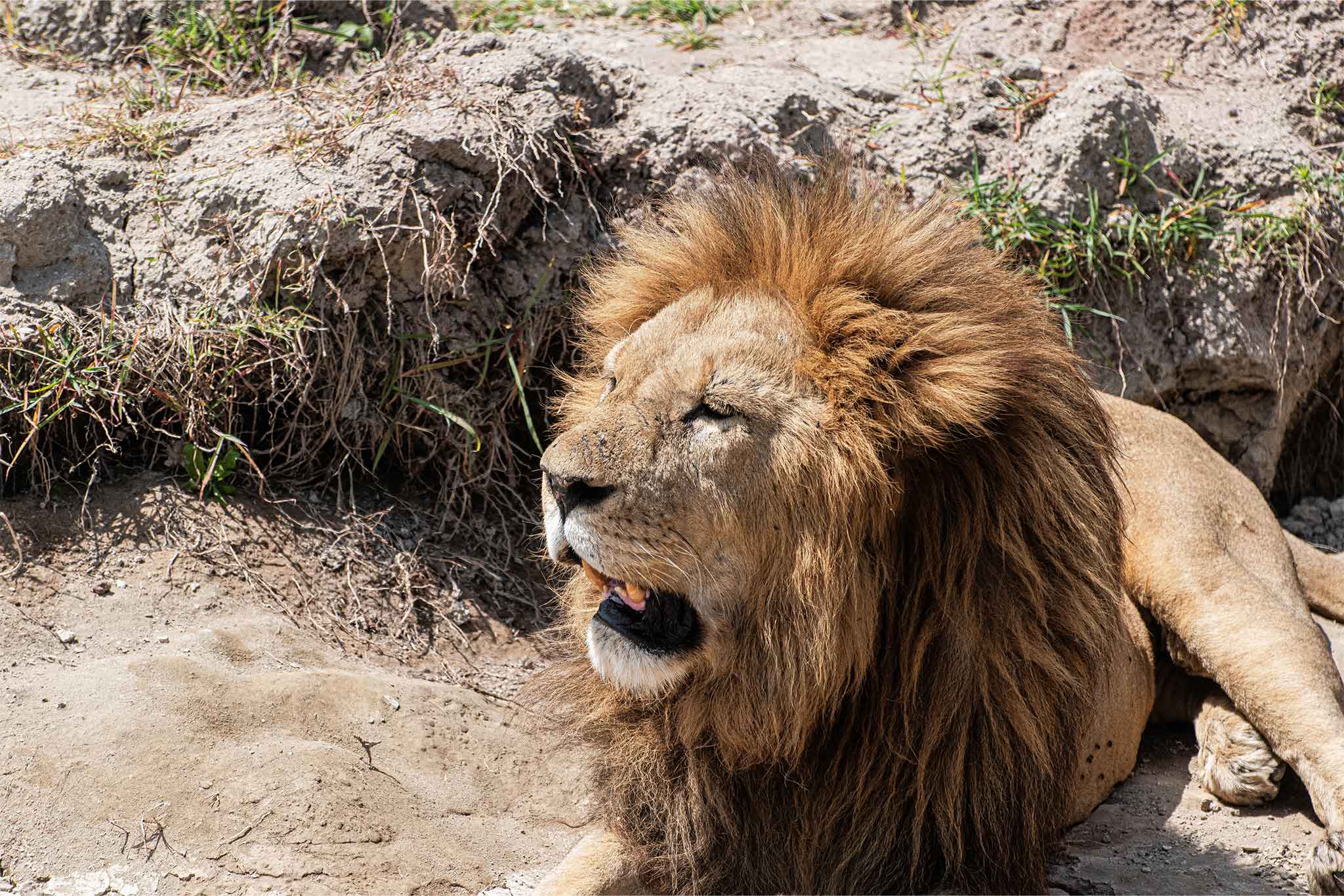 Ngorongoro
