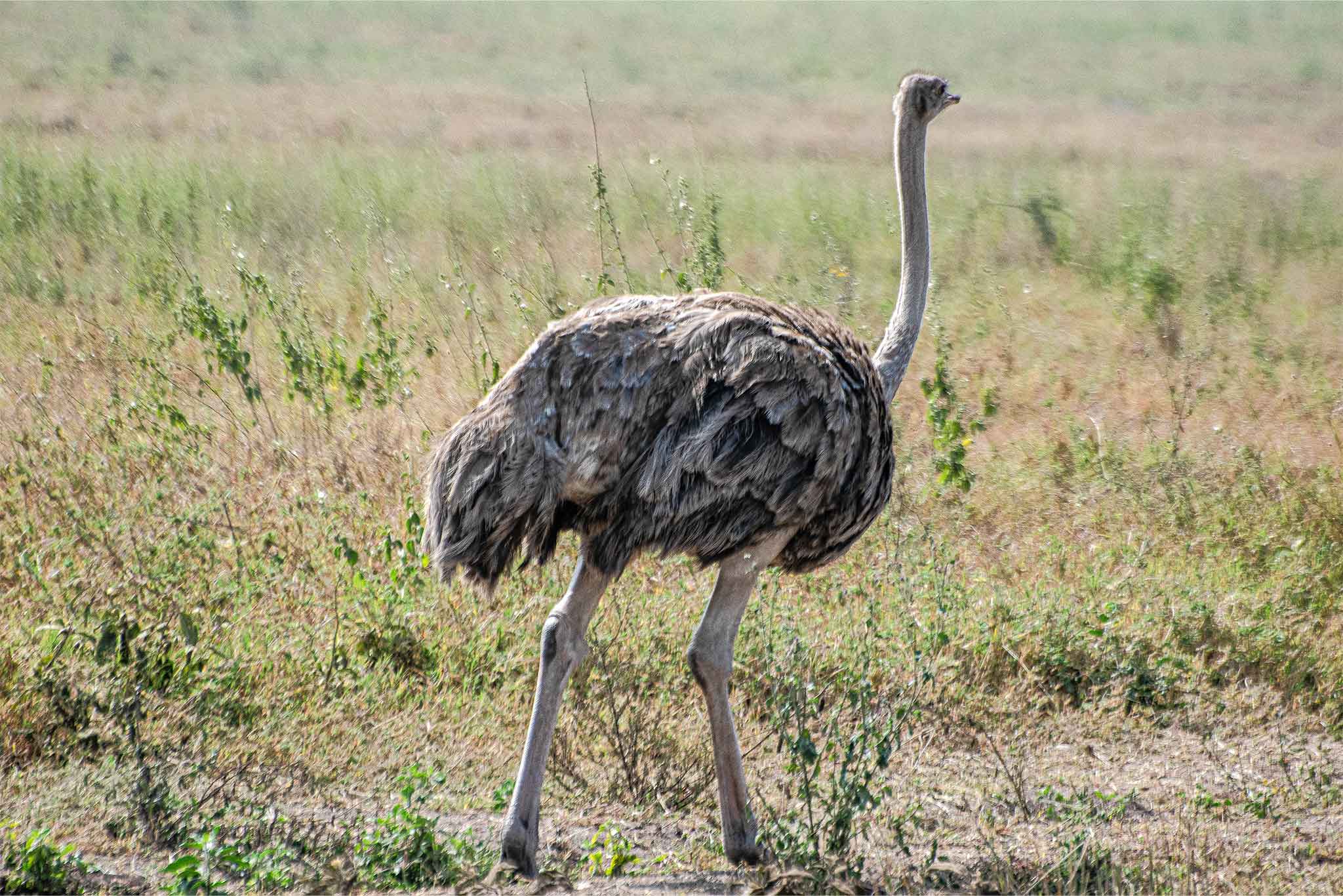Serengeti