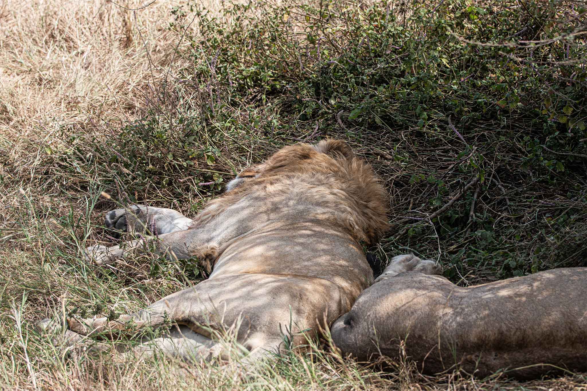 Serengeti