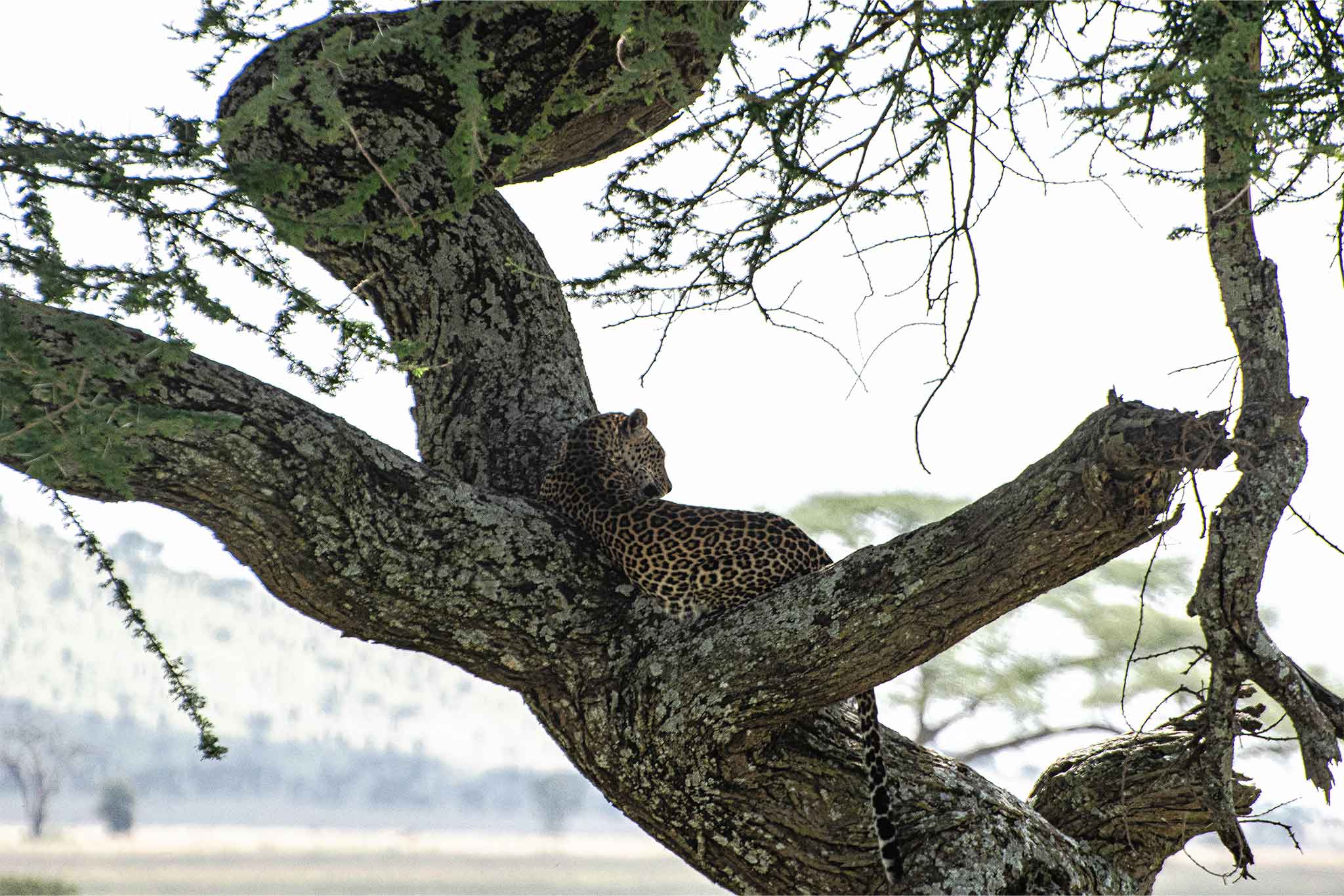 Serengeti