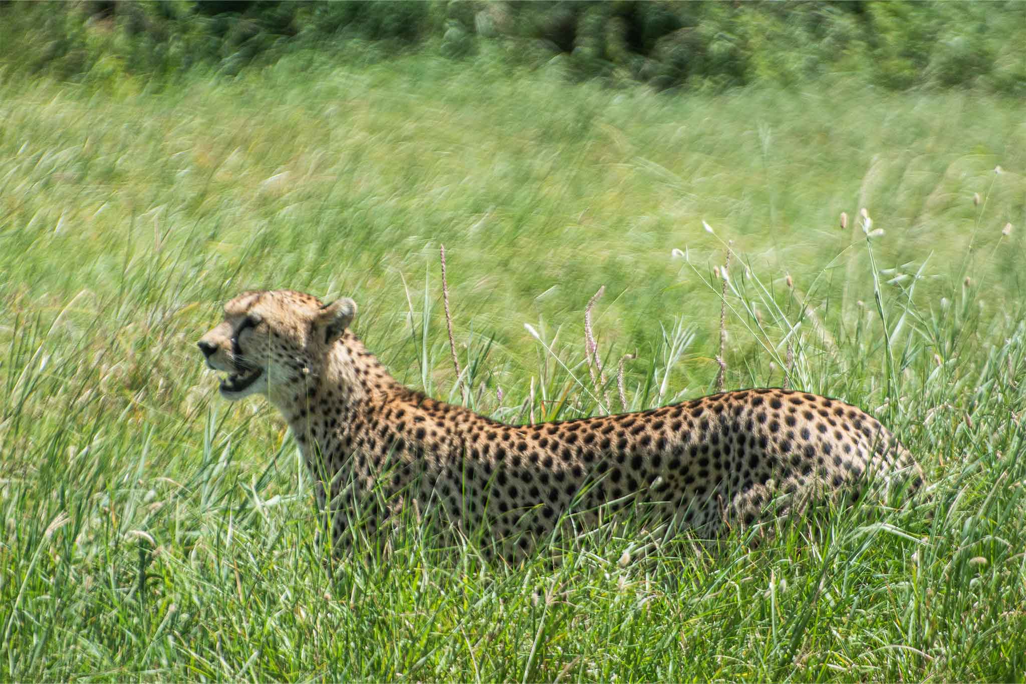 Serengeti