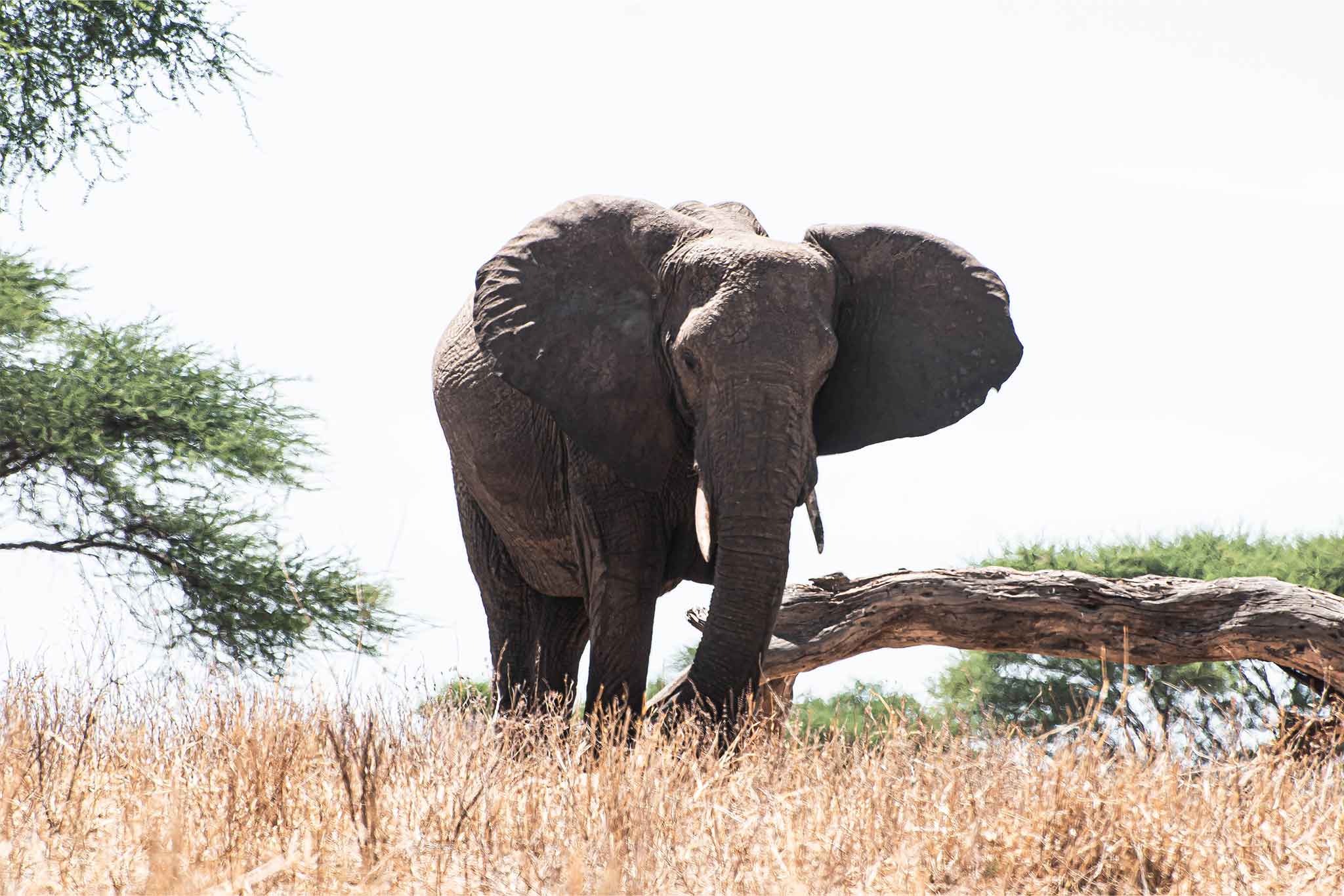 Tarangire