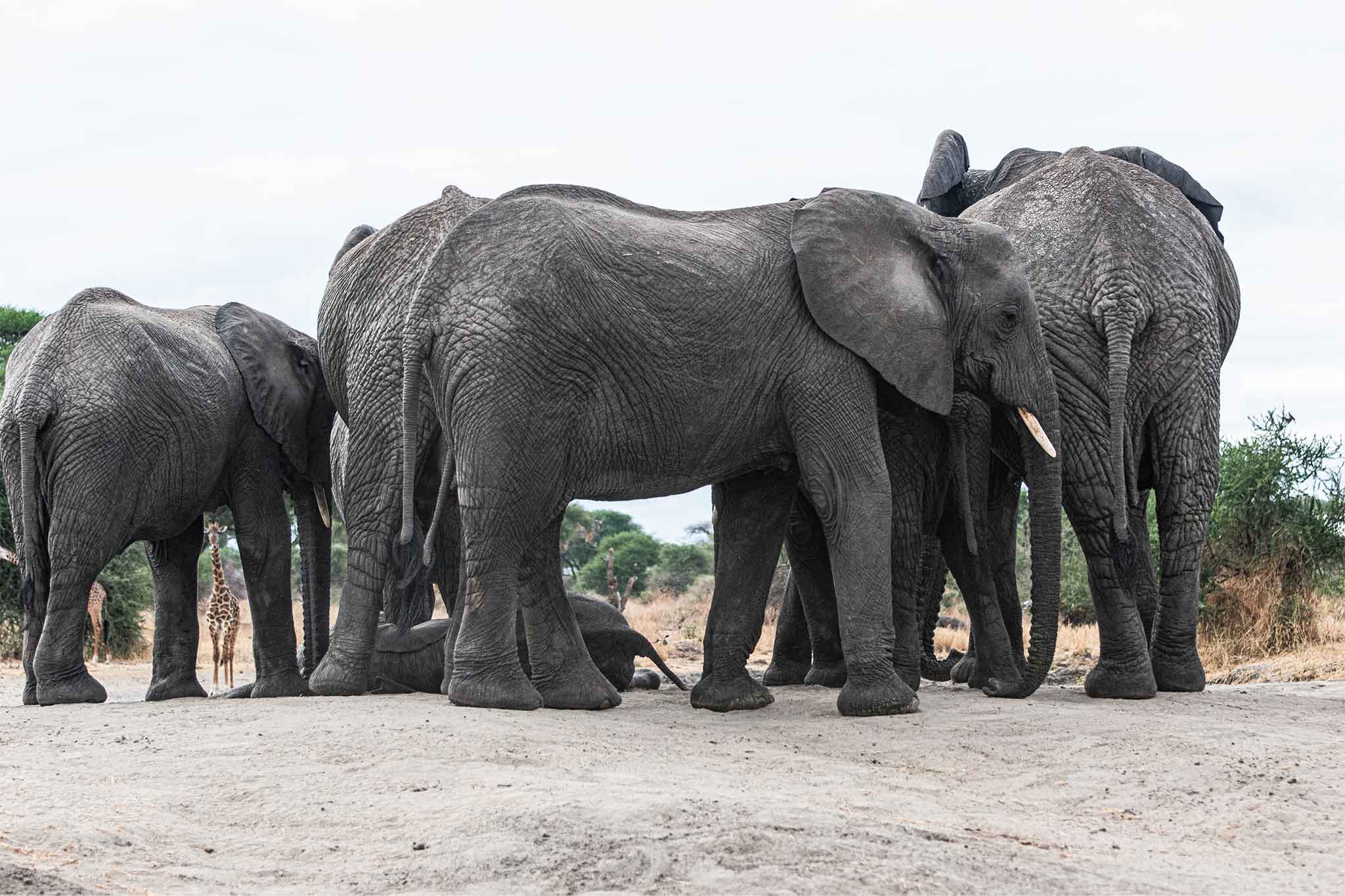 elephants