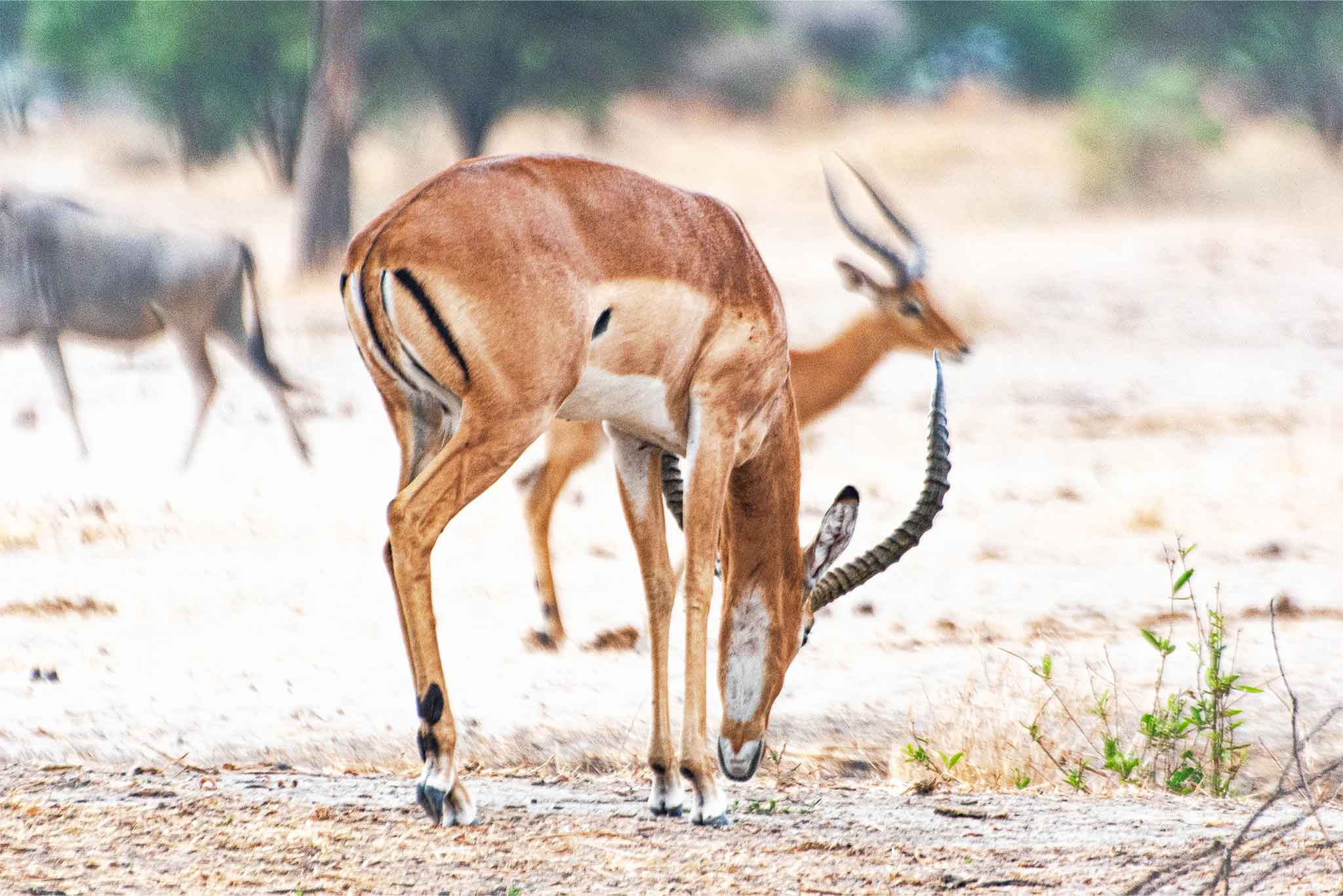 Tarangire