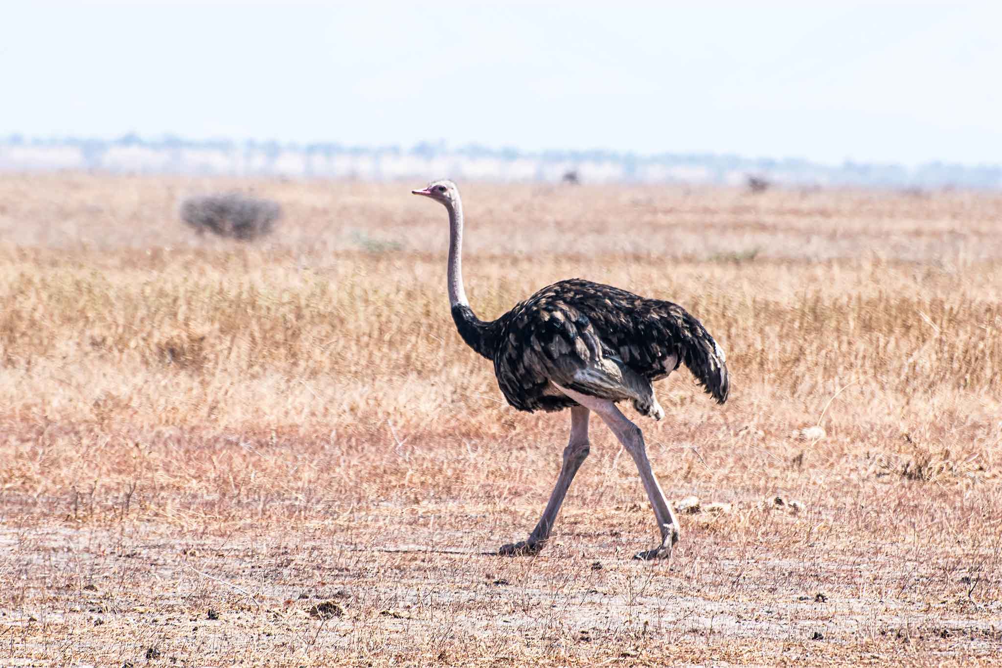 Tarangire