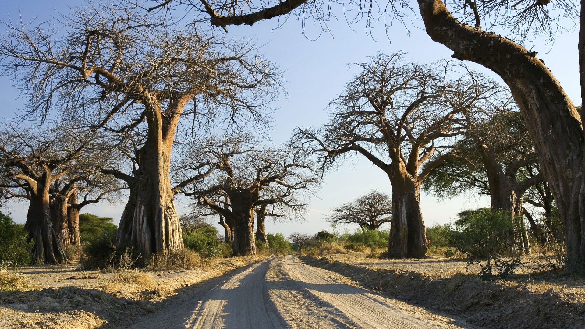 Ruaha