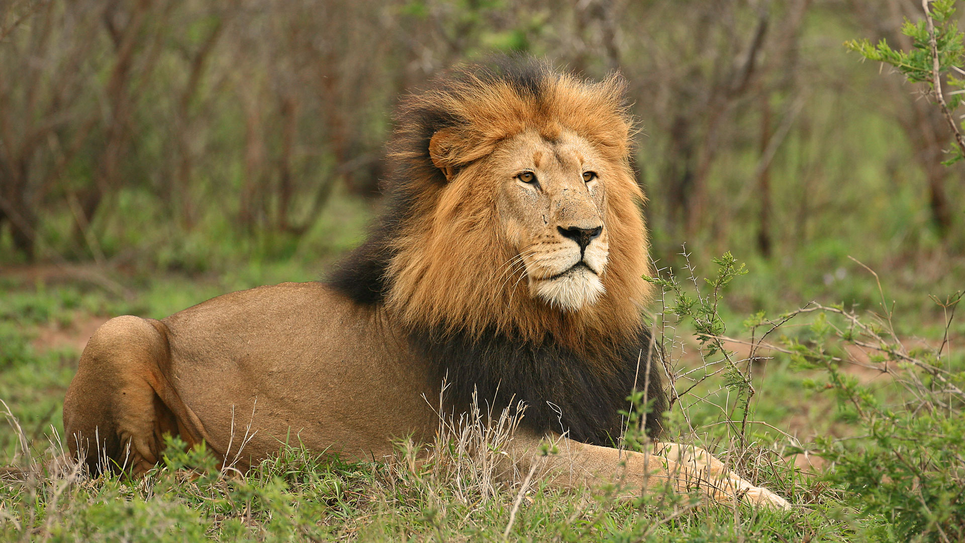 Ruaha