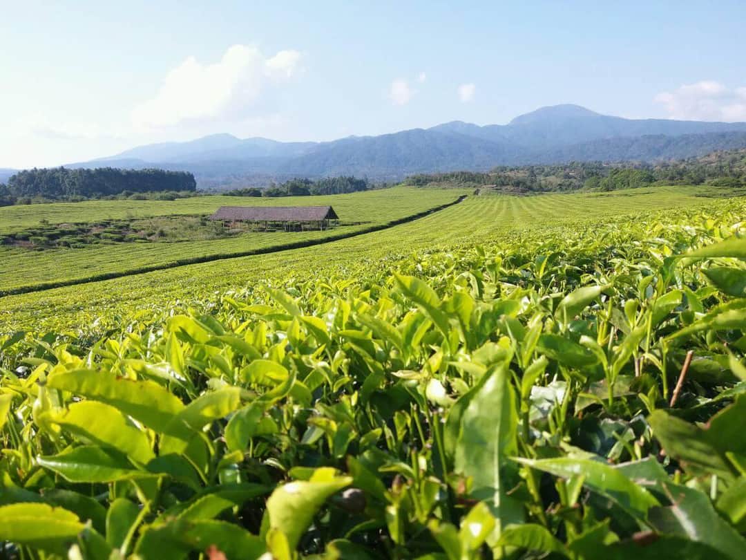 Tukuyu Tea Farm