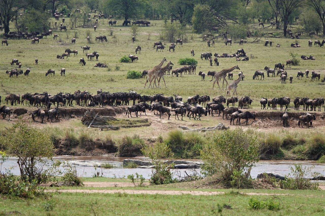 Maswa Game Reserve