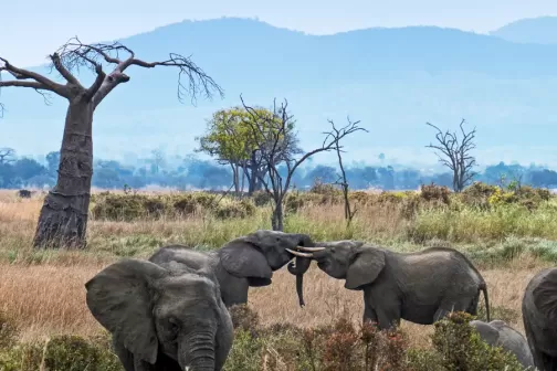 Mikumi National Park