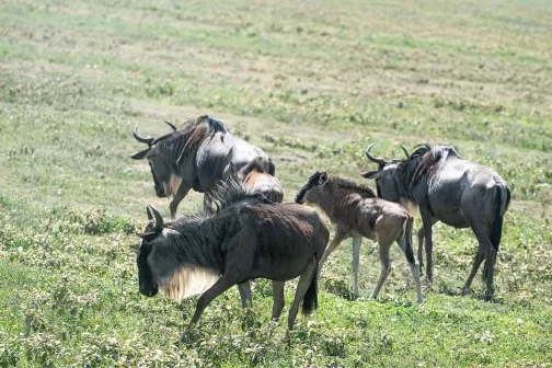 Serengeti