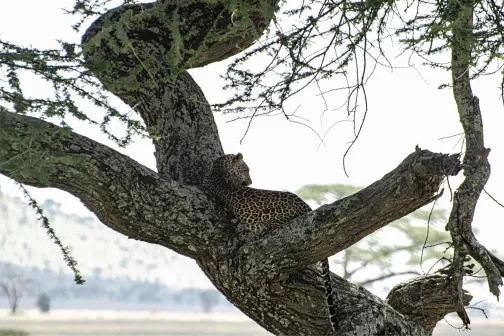 Serengeti