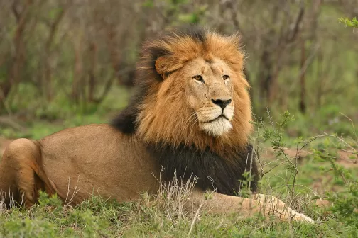Ruaha