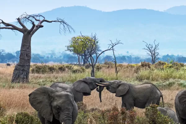 Mikumi National Park