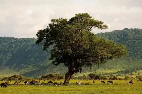 Mount Kilimanjaro