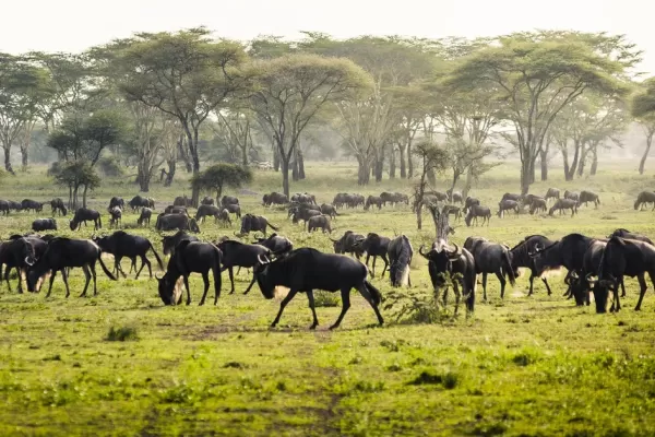 Arusha